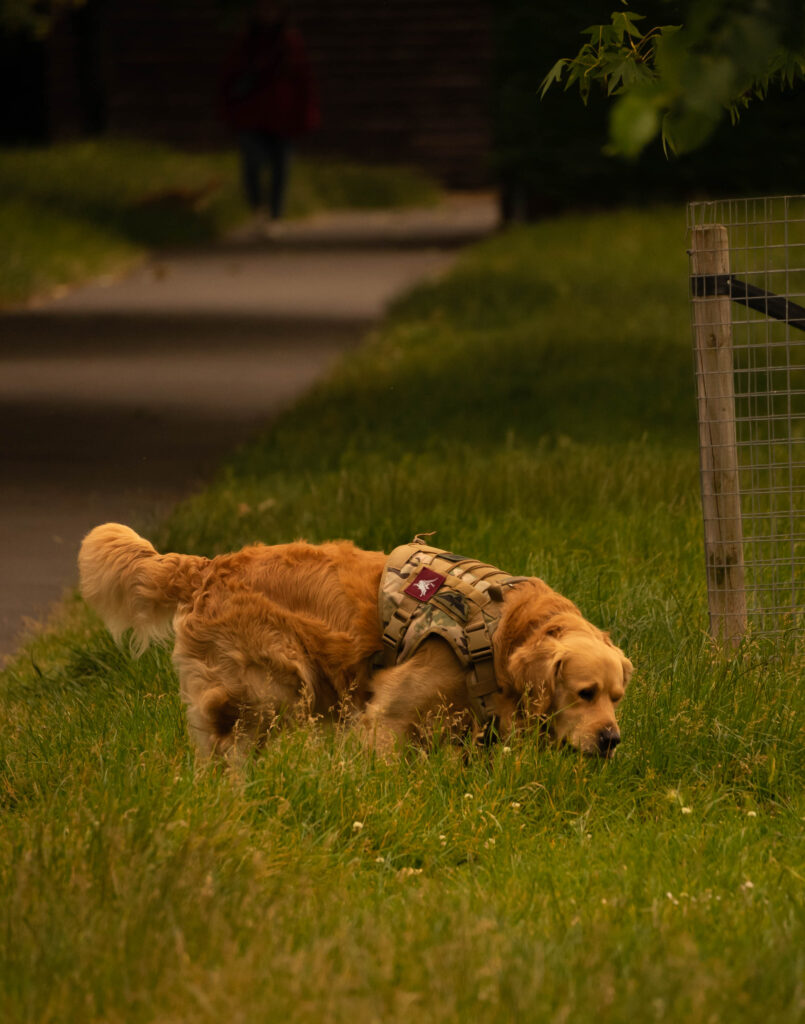 Fluffy Golden Retriever