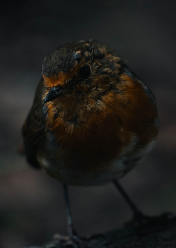 A not so shy Robin