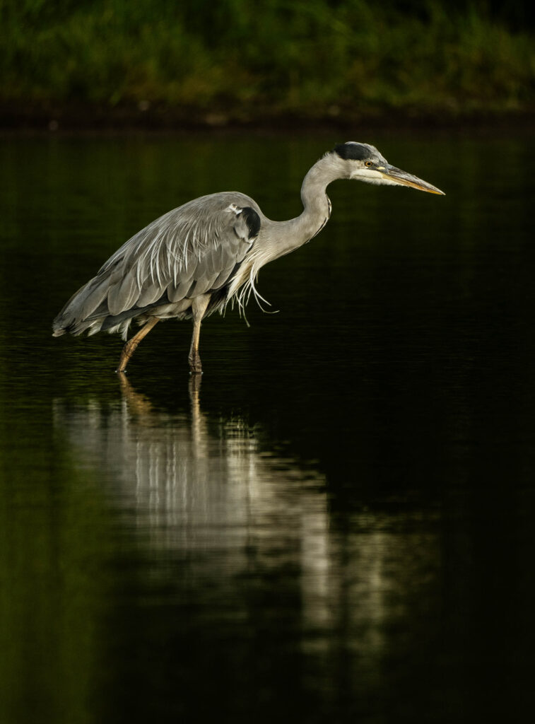 A Grey Heron