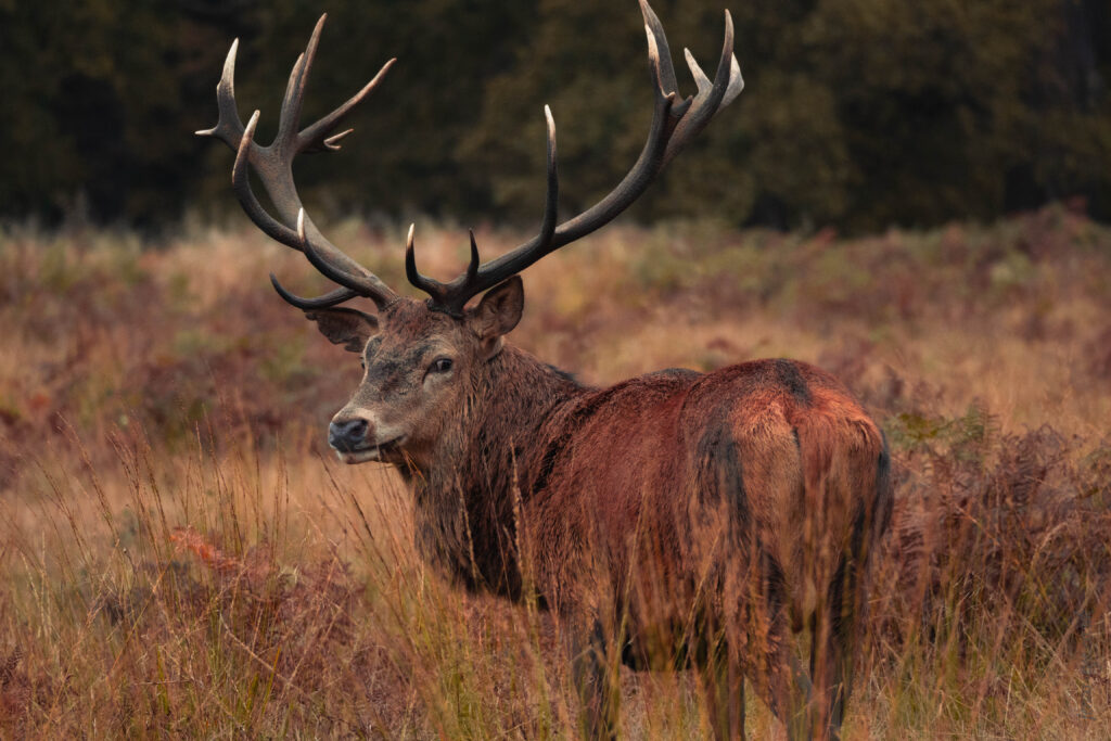 Red and Fallow Deer at Pen Ponds, Richmond Park: