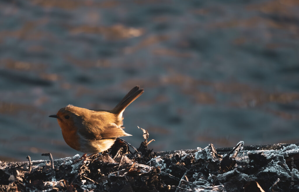 Winter Sparrow